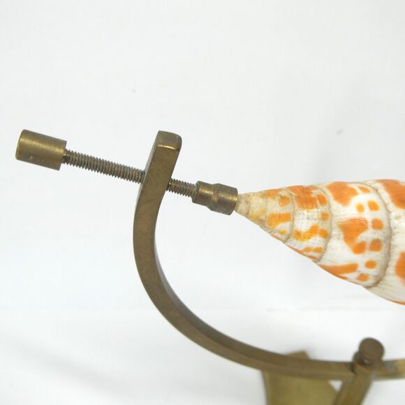 Episcopal Miter Seashell on Brass Caliper Display Stand Vintage Shell Specimen - Picture 3 of 11